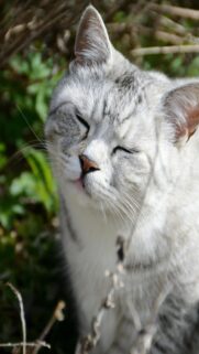 Silver Tabby Cat Outdoors