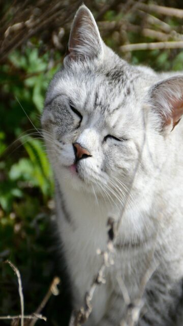Silver Tabby Cat Outdoors