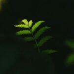 Darkness Surrounds Nature's Serenity