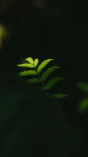 Darkness Surrounds Nature’s Serenity