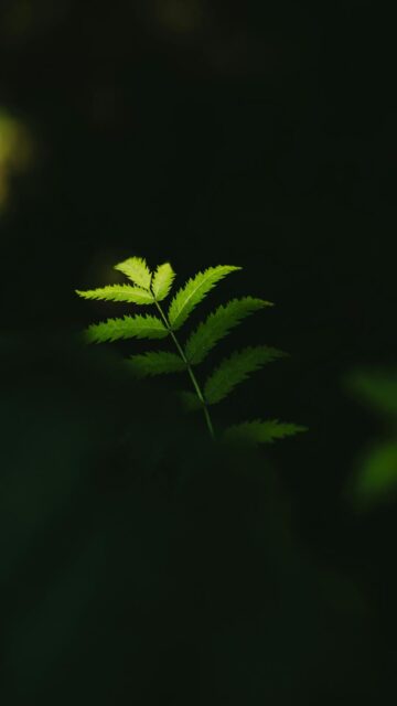 Darkness Surrounds Nature's Serenity