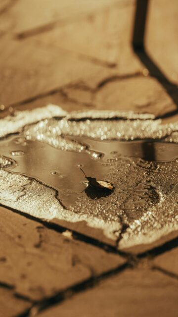 Nature's Serenity: A Single Leaf Floats on Stone