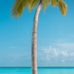 serene-ocean-view-with-palm-tree