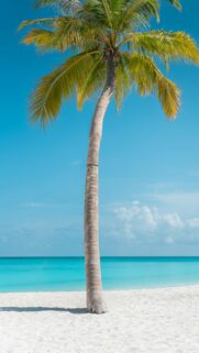 serene-ocean-view-with-palm-tree