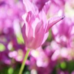 Pink Tulip Wallpapers