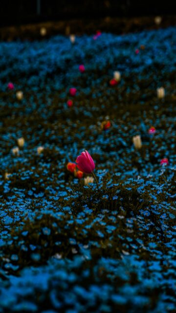 Pink Tulip Beauty