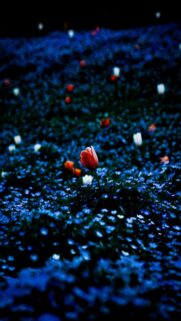 Single Red Tulip in Dark Field – Mobile Wallpaper