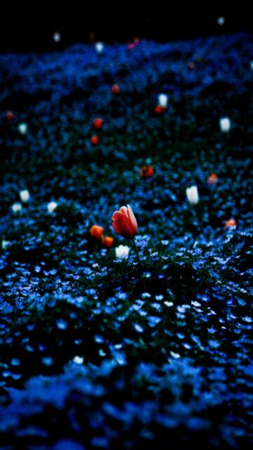 Single Red Tulip in Dark Field - Mobile Wallpaper