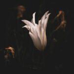 Whispers of Hope