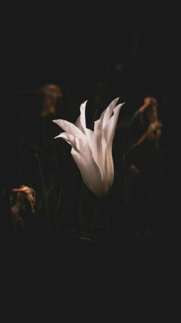 Whispers of Hope