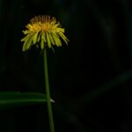 Vibrant Yellow Dandelion Wallpaper
