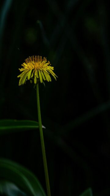 Vibrant Yellow Dandelion Wallpaper