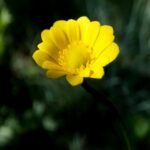 single-yellow-flower-mobile-wallpaper