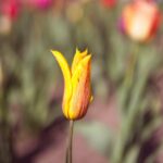 Sunny Yellow Tulip in Field