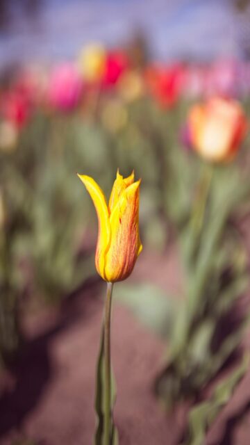 Sunny Yellow Tulip in Field