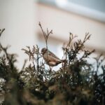 mobile-wallpaper-bird-perched-tree