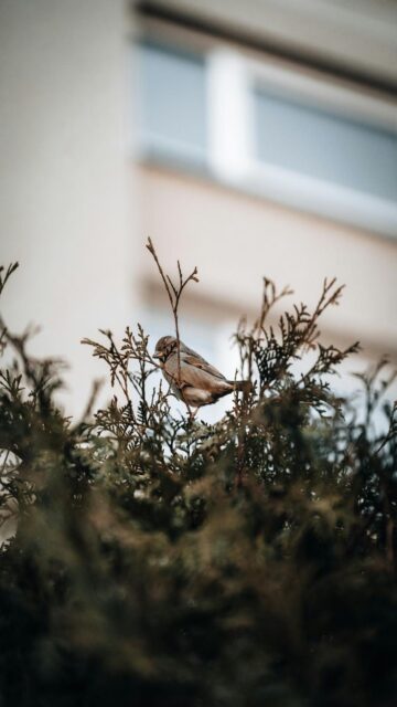 mobile-wallpaper-bird-perched-tree