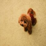 cozy-brown-poodle-mobile-wallpaper