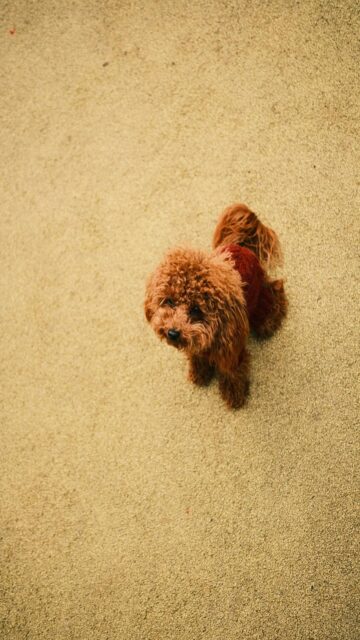 cozy-brown-poodle-mobile-wallpaper