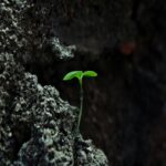Emerging Growth: Small Green Sprout on Dark Rock