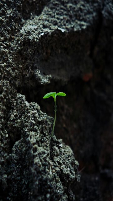 Emerging Growth: Small Green Sprout on Dark Rock