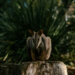 Small Wallaby Perched on Tree Stump