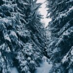 Winter Wonderland Forest Wallpaper