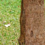 Cute Squirrel Climbing Down Tree Trunk