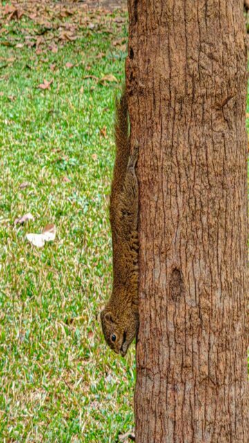 Cute Squirrel Climbing Down Tree Trunk