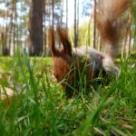 Squirrel's Grassland Foray