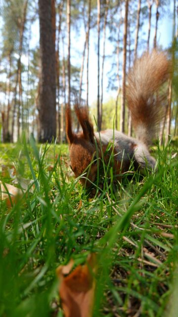 Squirrel's Grassland Foray