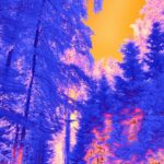 Vibrant Orange Sky Surreal Forest Path