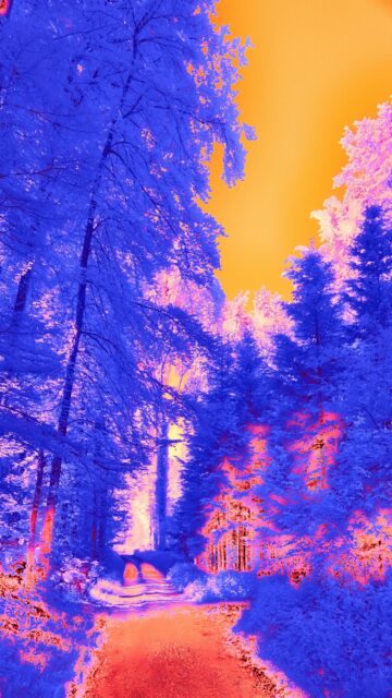 Vibrant Orange Sky Surreal Forest Path