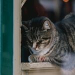 Relaxing Tabby Cat on Windowsill