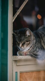 Relaxing Tabby Cat on Windowsill