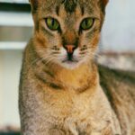 Whiskered Wonder - Tabby Cat with Green Eyes