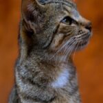 Tabby Cat With Green Eyes