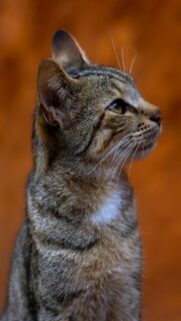 Tabby Cat With Green Eyes