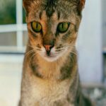 striking-green-eyes-tabby-cat-mobile-wallpaper