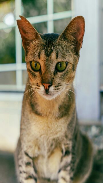 striking-green-eyes-tabby-cat-mobile-wallpaper