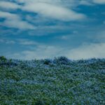 Vast Blue Flower Field Under Cloudy Sky