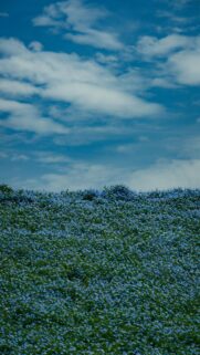 Vast Blue Flower Field Under Cloudy Sky