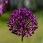 Vibrant Purple Allium Flower Soft Focus Wallpaper