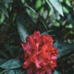 Vibrant Red Rhododendron Bloom