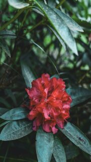 Vibrant Red Rhododendron Bloom