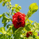 Vibrant Red Rose Blooms Against A Clear Blue Sky