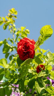 Vibrant Red Rose Blooms Against A Clear Blue Sky