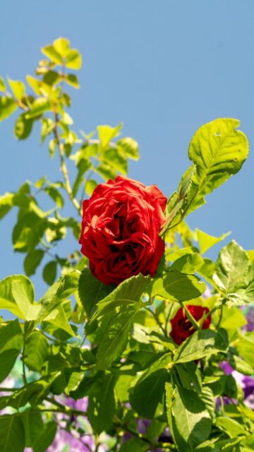 Vibrant Red Rose Blooms Against A Clear Blue Sky