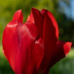 Vibrant Red Tulip Blooms in Soft Sunlight