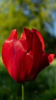 Vibrant Red Tulip Blooms in Soft Sunlight